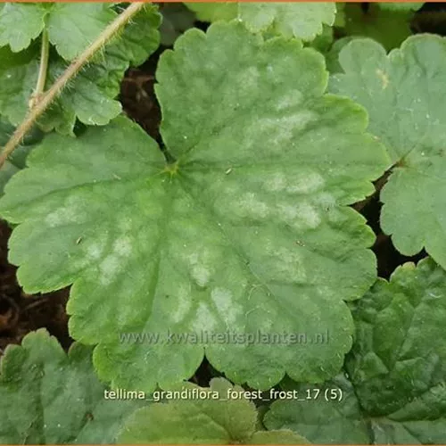 Tellima grandiflora 'Forest Frost'