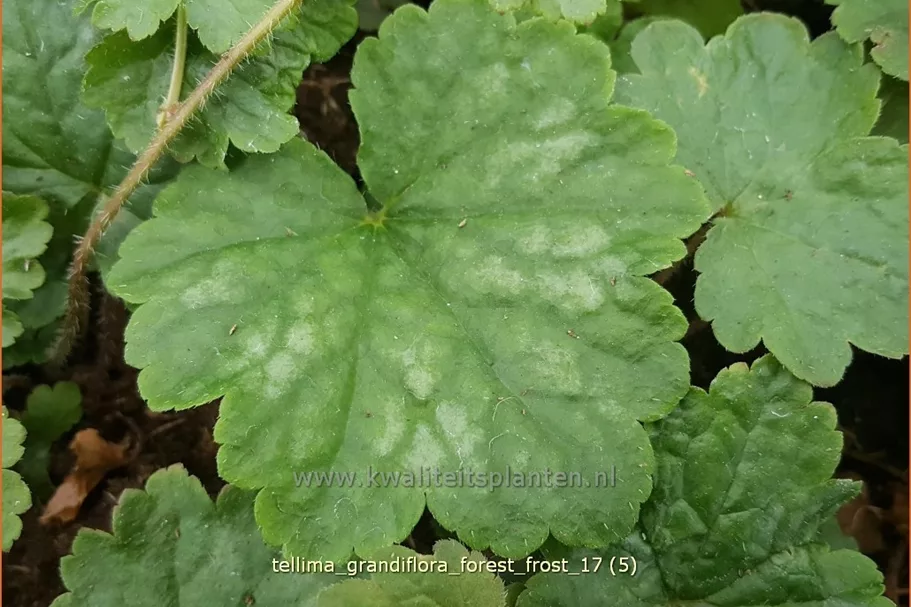 Tellima grandiflora 'Forest Frost'