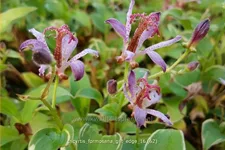 Tricyrtis formosana 'Gilt Edge' Staude im 9x9 cm Vierecktopf