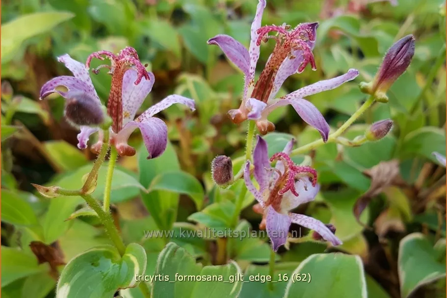 Tricyrtis formosana 'Gilt Edge' Staude im 9x9 cm Vierecktopf