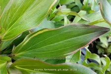 Tricyrtis formosana 'Gilt Edge' Staude im 9x9 cm Vierecktopf