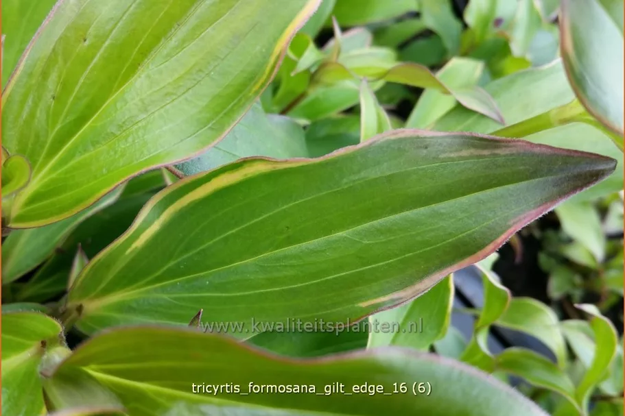 Tricyrtis formosana 'Gilt Edge' Staude im 9x9 cm Vierecktopf