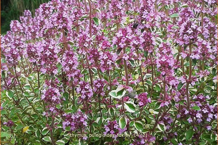 Thymus pulegioides 'Foxley'