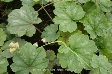 Tellima grandiflora 'Forest Frost'