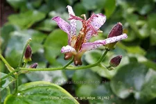 Tricyrtis formosana 'Gilt Edge' Staude im 9x9 cm Vierecktopf