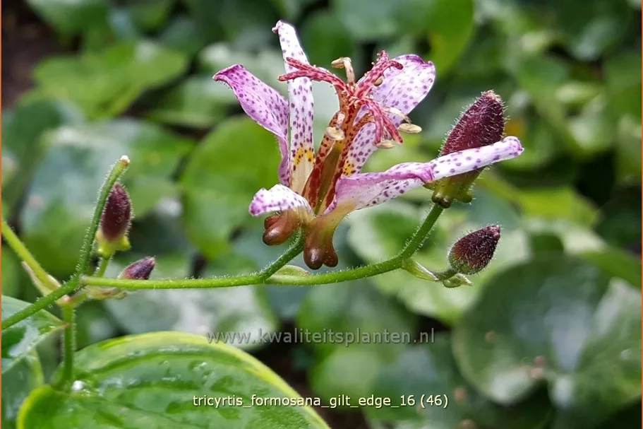 Tricyrtis formosana 'Gilt Edge' Staude im 9x9 cm Vierecktopf