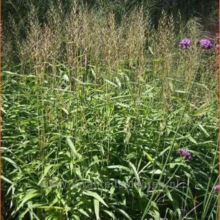 Spodiopogon sibiricus