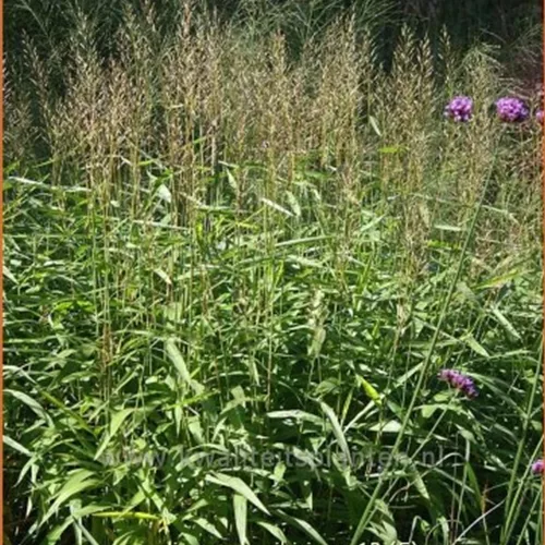 Spodiopogon sibiricus