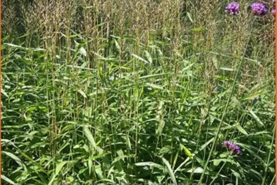 Spodiopogon sibiricus