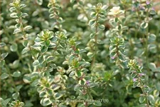 Thymus pulegioides 'Foxley'