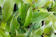 Tricyrtis formosana 'Gilt Edge' Staude im 9x9 cm Vierecktopf