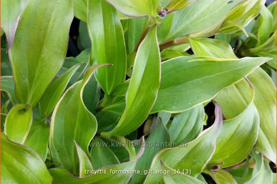 Tricyrtis formosana 'Gilt Edge' Staude im 9x9 cm Vierecktopf