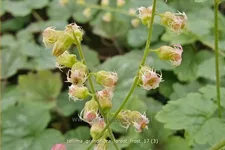 Tellima grandiflora 'Forest Frost'