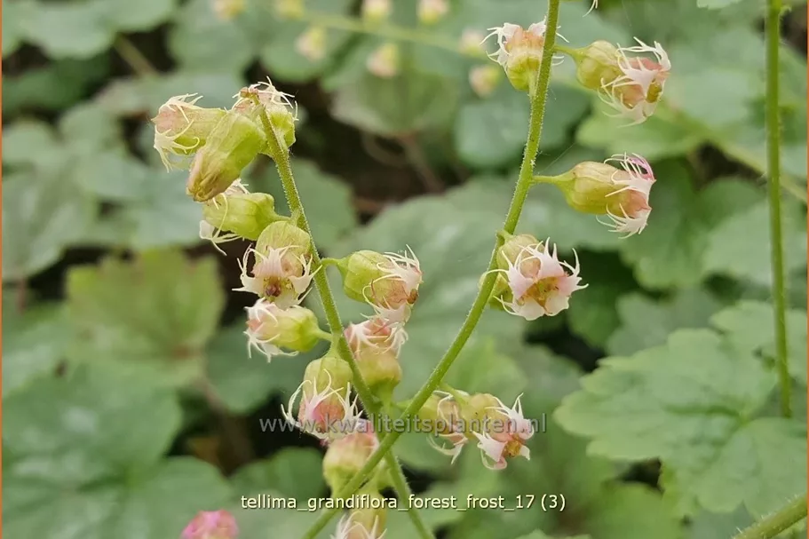 Tellima grandiflora 'Forest Frost'