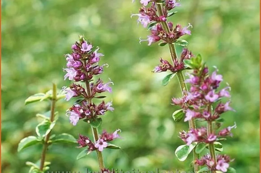 Thymus pulegioides 'Foxley'