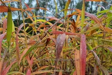 Spodiopogon sibiricus