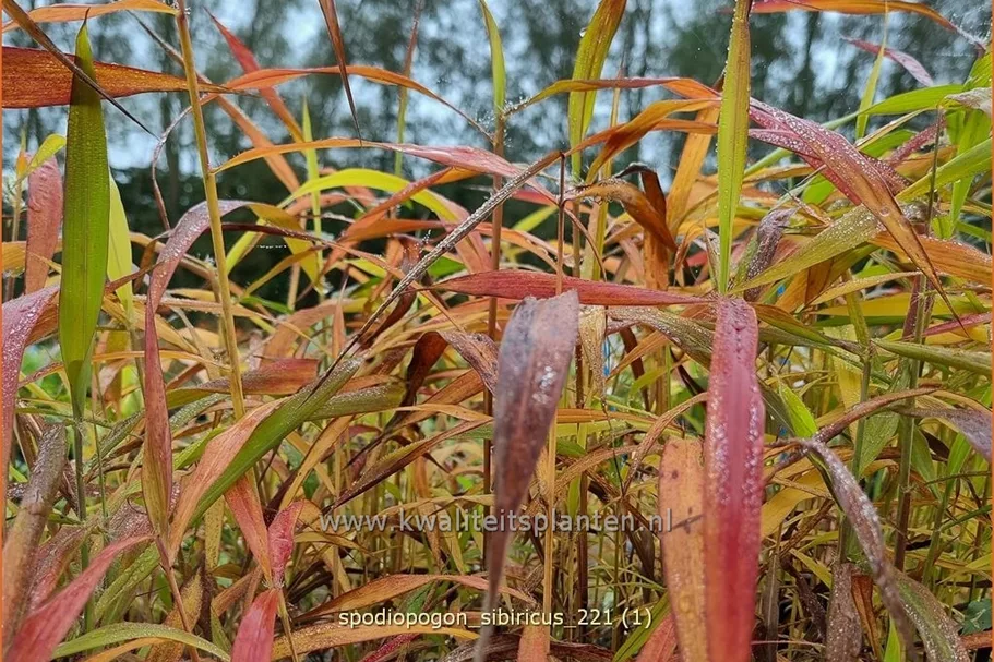 Spodiopogon sibiricus