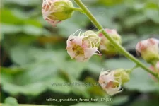 Tellima grandiflora 'Forest Frost'
