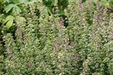 Thymus pulegioides 'Foxley'