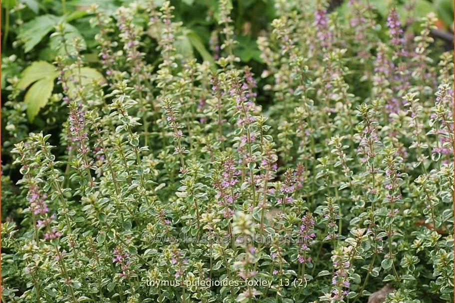 Thymus pulegioides 'Foxley'