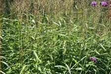 Spodiopogon sibiricus