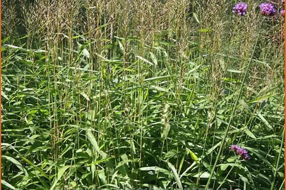 Spodiopogon sibiricus