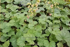 Tellima grandiflora 'Forest Frost'