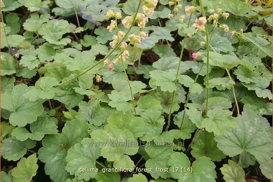 Tellima grandiflora 'Forest Frost'