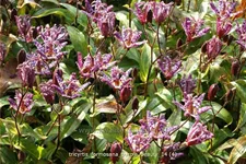 Tricyrtis formosana 'Purple Beauty'