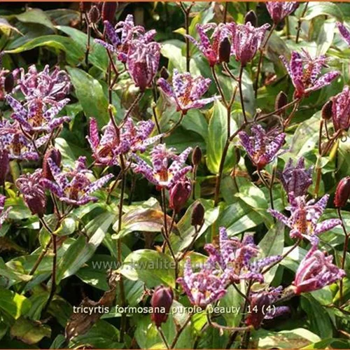 Tricyrtis formosana 'Purple Beauty'