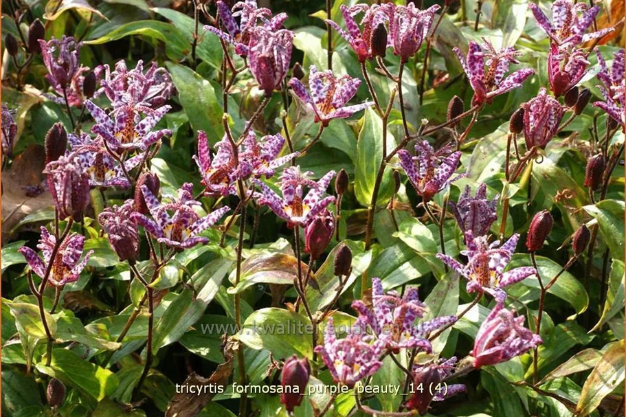Tricyrtis formosana 'Purple Beauty'