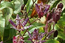 Tricyrtis formosana 'Purple Beauty'