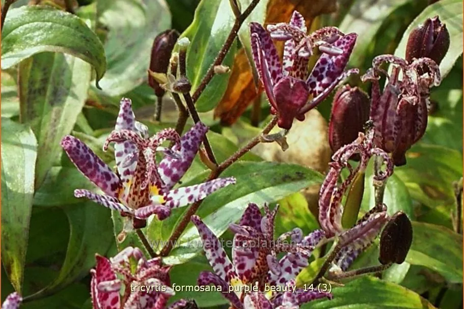 Tricyrtis formosana 'Purple Beauty'