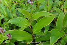 Tricyrtis formosana 'Samurai'