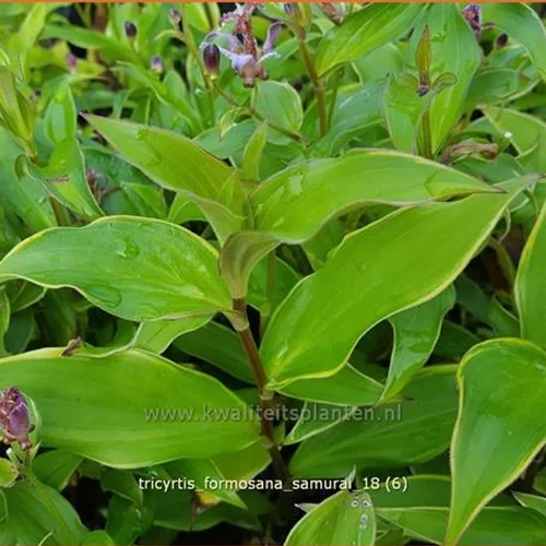 Tricyrtis formosana 'Samurai'