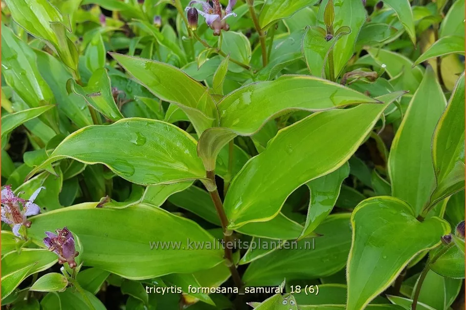 Tricyrtis formosana 'Samurai'