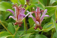 Tricyrtis formosana 'Samurai'