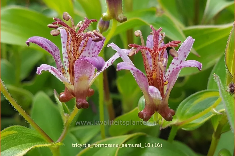 Tricyrtis formosana 'Samurai'
