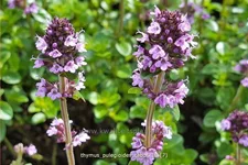 Thymus pulegioides 'Tabor'