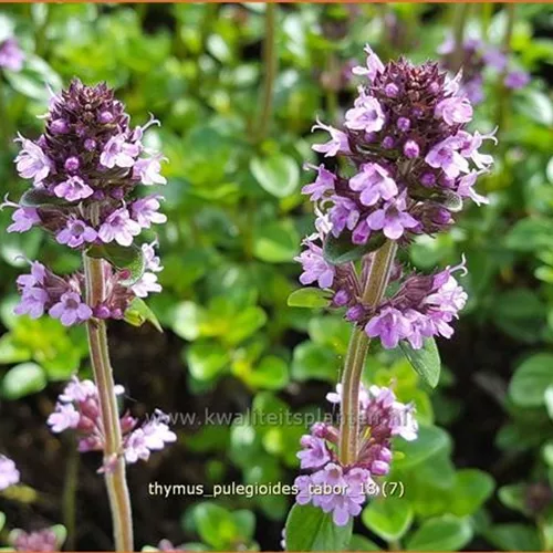 Thymus pulegioides 'Tabor'