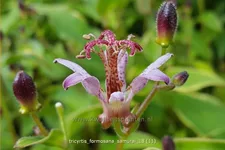 Tricyrtis formosana 'Samurai'