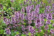 Thymus pulegioides 'Tabor'