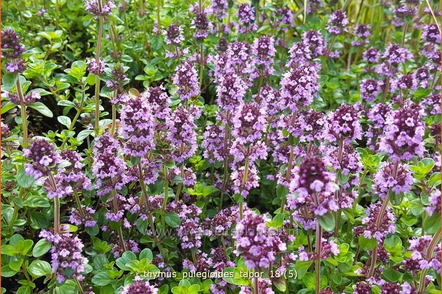 Thymus pulegioides 'Tabor'