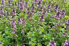 Thymus pulegioides 'Tabor'