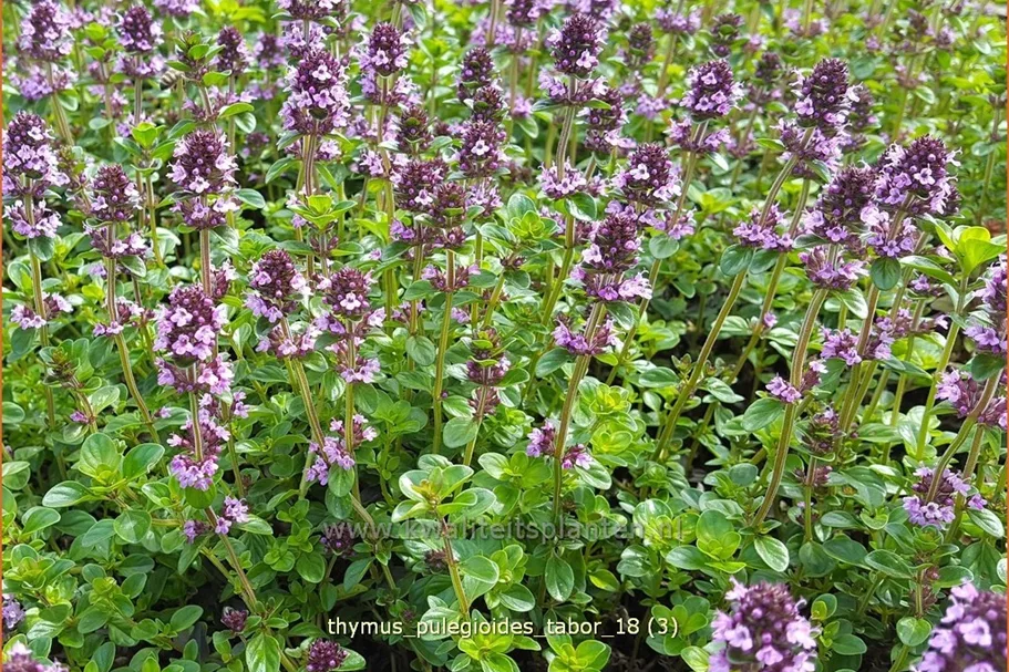 Thymus pulegioides 'Tabor'