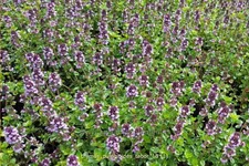 Thymus pulegioides 'Tabor'