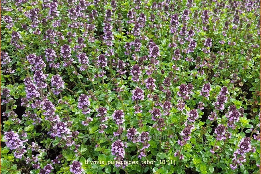 Thymus pulegioides 'Tabor'