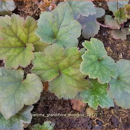 Tellima grandiflora 'Moorblut'