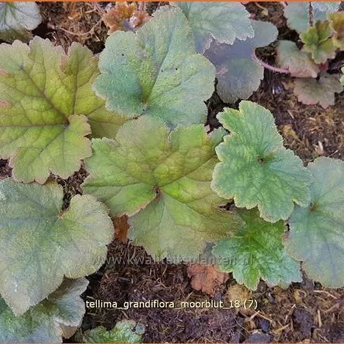 Tellima grandiflora 'Moorblut'