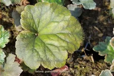 Tellima grandiflora 'Moorblut'